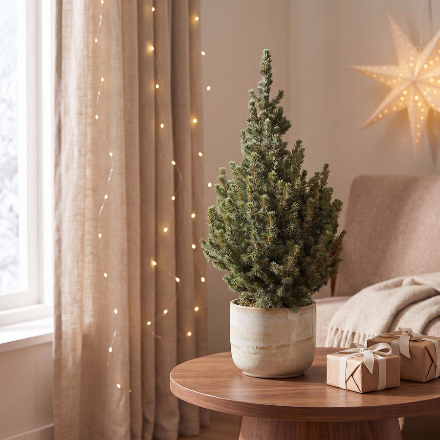 Blauwe kegelspar kerstboom – Pot Ø23 cm · 60 cm hoog (foto 3)