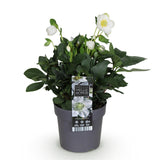 Green boutiQ - Tuinplant - Kerstroos - Helleborus Christmas Carol- Witte Bloem -1 Plant - Groenblijvend - Pot 14cm Hoogte 30cm