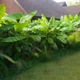 Green boutiQ - Fruitplant - Bananen plant - Musa Basjoo - Winterhard - 2 planten - Pot 17cm Hoogte 40cm