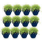 Green boutiQ - Vasteplant - Thymus praecox Albiflorus - Witte kruiptijm - Geurend - Wit - 12 Planten - Pot 11cm - Hoogte 15-25cm