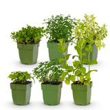 Green boutiQ - Vasteplant - Borderpakket - Theekruiden - Diversen - Soorten en kleuren - 6 Planten - Pot 11cm - Hoogte 15-25cm