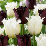 30x Tulipa Breakdance mix - Tulp Breakdance mix - Diversen - Voorjaarsbloeier - Bolmaat 11/12