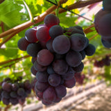 Green boutiQ - Fruitplant - Vitis vinifera Vanessa - Druivenplant - Pitarm - Blauwe Druif - 2 Planten - Pot 15cm - Hoogte 50cm