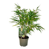 Green boutiQ - Grassen - Fargesia Rufa - Niet Woekerende Bamboe - Bladhoudend - Groen - 1 Plant - Pot 17 cm - Hoogte 60 cm