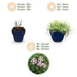 Green boutiQ - Vasteplant - Thymus praecox Minor - KruipTijm - Geurend - Roze - 24 Planten - Pot 11cm - Hoogte 15-25cm