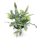 Green boutiQ - Kamerplant - Phlebodium aureum Blue Star - Blauwe Varen - Huisdiervriendelijke Plant - Blauw - 1 Plant - met Potter Wit - Pot 12cm - Hoogte 25cm