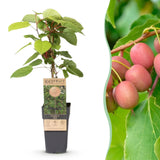 Green boutiQ - Fruitplant - Actinidia arguta Weiki - Kiwiplant - Mannelijk - Rode - Paarse Vruchtjes - 1 Plant - Pot 15cm - Hoogte 50cm