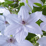 Clematis Double Up Barnadine + Masa 23cm