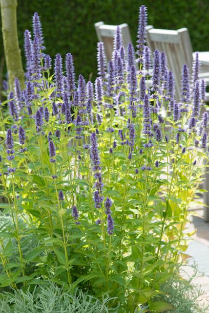 Agastache 'Black Adder' – 60 planten · pot Ø9 cm · 10-25 cm hoog (foto 5)
