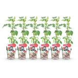 Green boutiQ - Fruitplanten - Taybes - Rubus Tayberry - Winterhard - 6 Planten - Pot 9 cm - Rode Bes
