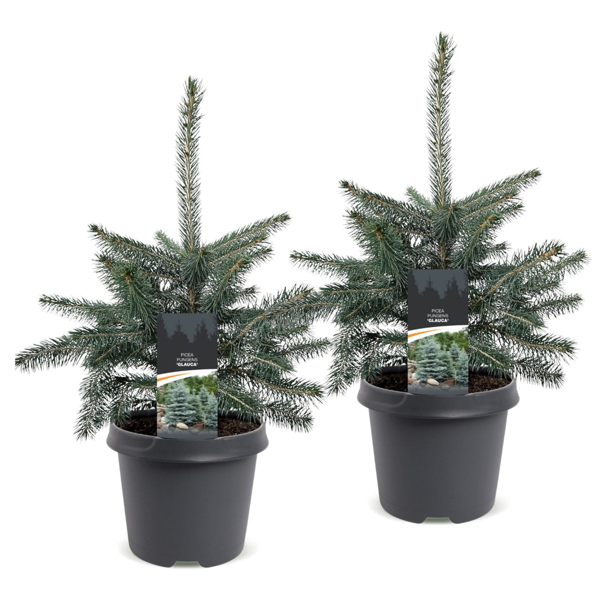 Set van 2 — Blauwe spar kerstboom — Ø23 cm, 60 cm hoog