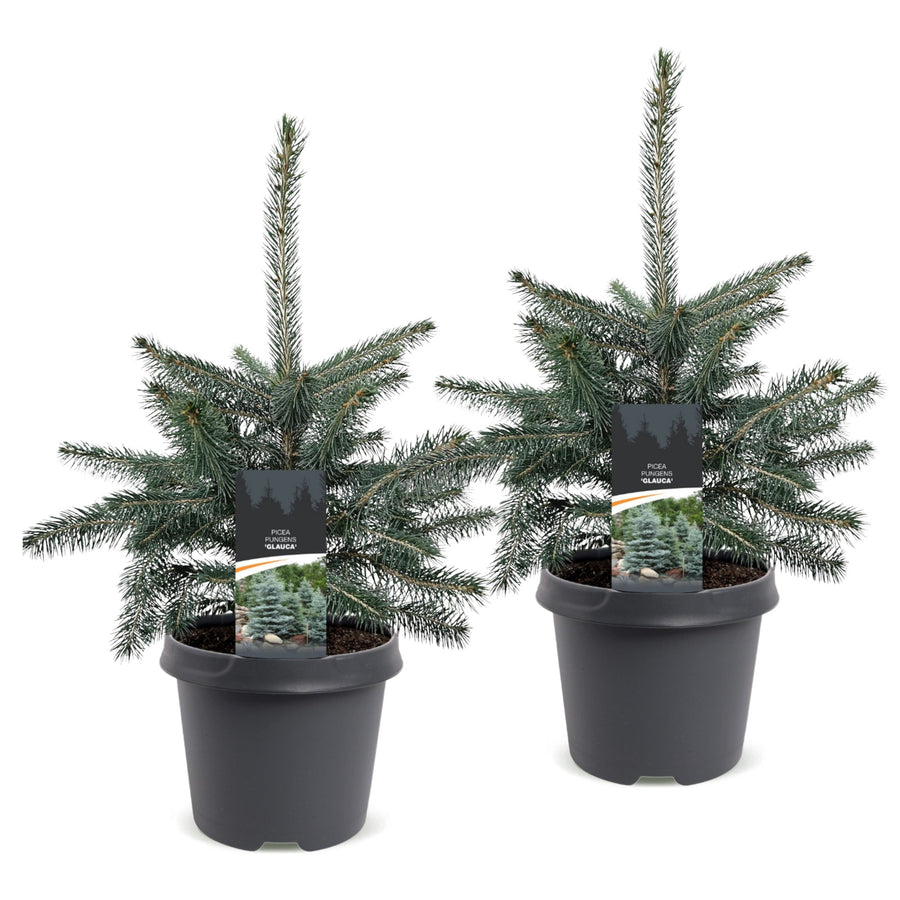 Set van 2 – Pot Ø23 cm · 60 cm hoog · Blauwe spar kerstboom (foto 2)