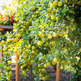 Green boutiQ - Fruitplant - Kruisbes - Ribes uva-crispa Invicta - Groene Bes - 2 planten -Pot 11cm Hoogte 40cm