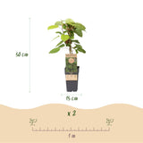 Green boutiQ - Fruitplant - Actinidia arguta Weiki - Kiwiplant - Mannelijk - Rode - Paarse Vruchtjes - 1 Plant - Pot 15cm - Hoogte 50cm