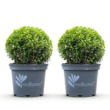 Green boutiQ - Buxus Bol - BetterBuxus Skylight - Resistant tegen de Buxus Schimmel - 2 planten - pot 23cm bol 25cm