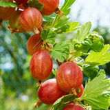 Green boutiQ - Fruitplant - Kruisbes - Ribes uva-crispaHinnomäki Röd - Rode Bes - 2 planten -Pot 11cm Hoogte 40cm