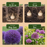 4x Allium Pinball Wizard - Sierui Tovenaarsbal - Paars - Zomerbloeier - Bolmaat 18/20