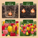 60x Tulipa Darwin Hybride mix - Darwin-tulp mix - Diversen - Voorjaarsbloeier - Bolmaat 11/12