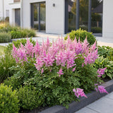 Green boutiQ - Vasteplant - Astilbe chin. Pumila - Pluimspirea - Schaduw - Paars - 6 Planten - Pot 11cm - Hoogte 15-25cm