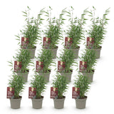 Green boutiQ - Bamboe - Fargesia Red Dragon - Bladhoudend - Niet Woekerend - Groen - 12 Planten - Pot 14cm - Hoogte 35cm