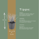 60x Sesleria autumnalis - ↕10-25cm - Ø9cm
