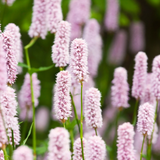 12x Persicaria a. 'Alba' - ↕10-25cm - Ø9cm