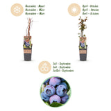Green boutiQ - Fruitplant - Vaccinium corymbosum Jersey - Bosbes - Winterhard - Blauwe Bes - 2 Planten - Pot 15cm - Hoogte 50cm