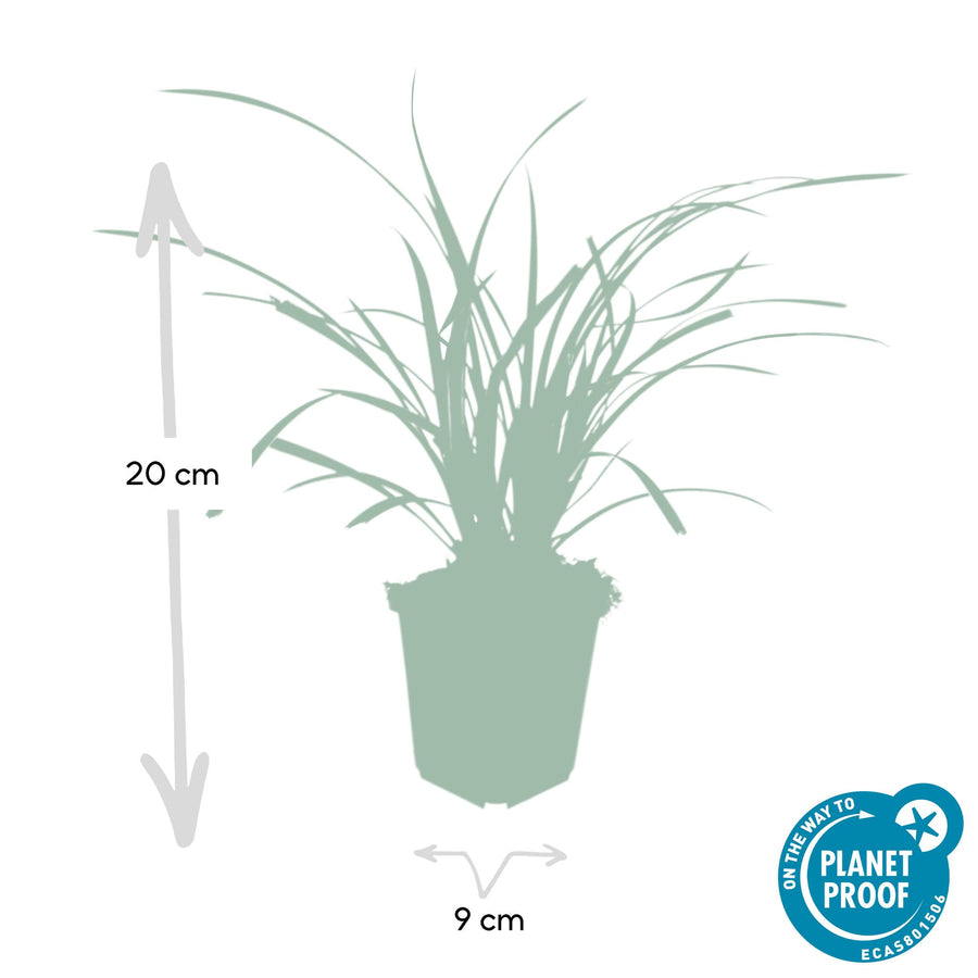 Carex morrowii 'Ice Dance' – 60 planten · pot Ø9 cm · 10-25 cm hoog (foto 3)