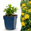 Green boutiQ - Vasteplant - Hypericum calycinum - Sint-Janskruid - Bijen- en vlinderlokkers - Geel - 1 Plant - Pot 11cm - Hoogte 15-25cm