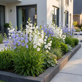 Green boutiQ - Vasteplant - Campanula persicaria Duo - Perzikbladklokje - Bijen- en vlinderlokkers - Blauw - Wit - 24 Planten - Pot 11cm - Hoogte 15-25cm