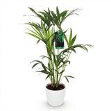 Green boutiQ - Kamerplant - Howea Forsteriana - Kentia Palm - Weinig Onderhoud - Groen - 1 Plant - met Potter Wit - Pot 19cm - Hoogte 80-85cm