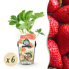 Green boutiQ - Fruitplanten - Aardbei - Fragaria Elvira - Winterhard - 6 Planten - Pot 9 cm - Rode Aardbei