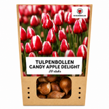 Tulpenbollen Candy Apple Delight — rood-wit, 20 stuks (maat 11/12)