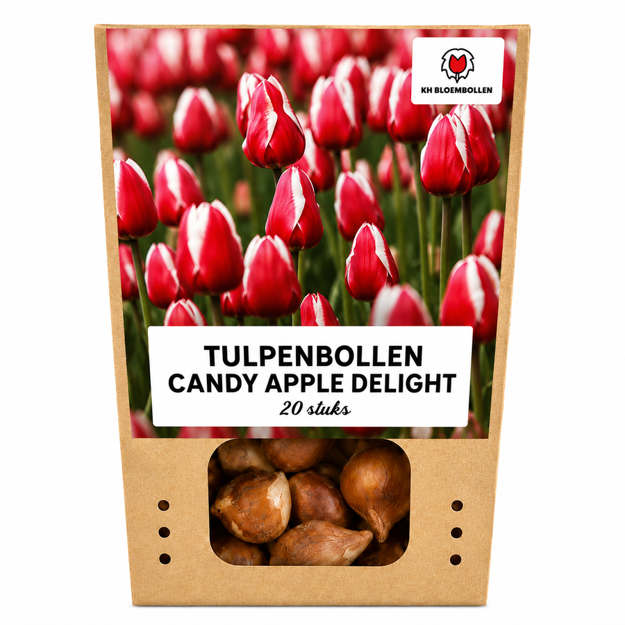 Tulpenbollen Candy Apple Delight — rood-wit, 20 stuks (maat 11/12)