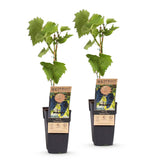 Green boutiQ - Fruitplant - Vitis vinifera Boskoop Glory - Druivenplant - Winterhard - Blauwe Druif - 2 Planten - Pot 15cm - Hoogte 50cm