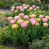 24x Tulipa Peaches & Kisses - Tulp Peaches & Kisses - Diversen - Voorjaarsbloeier - Bolmaat 11/12