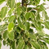 Ficus benjamina Goldenking - Ø21cm - ↕95cm + Mand Selin