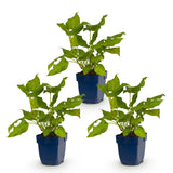 Green boutiQ - Vasteplant - Persicaria amplexicaulis - Duizendknoop - Schaduw - Rood - 3 Planten - Pot 11cm - Hoogte 15-25cm