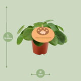 Pilea Peperomioides - Ø12 ↕20