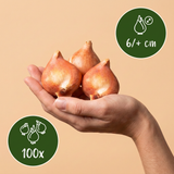 100x Tulipa Klein Schoonheid - Tulipa Little Beauty - Roze - Voorjaarsbloeier - Bolmaat 6/+