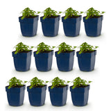 Green boutiQ - Vasteplant - Geranium macr. Spessart - Ooievaarsbek - Bodembedekkend - Wit-Roze - 12 Planten - Pot 11cm - Hoogte 15-25cm