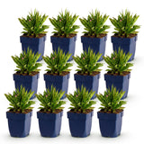 Green boutiQ - Vasteplant - Aster Wood's Pink - Pluimspirea - Bijen en Vlinderlokkers - Roze - 12 Planten - Pot 11cm - Hoogte 15-25cm