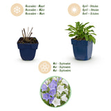 Green boutiQ - Vasteplant - Campanula persicaria Duo - Perzikbladklokje - Bijen- en vlinderlokkers - Blauw - Wit - 24 Planten - Pot 11cm - Hoogte 15-25cm