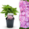 Green boutiQ - Hortensia - Hydrangea macrophylla Pink - Bloem Roze - 1 Plant -Bladverliezend - Weinig Onderhoud - Pot 17cm Hoogte 30cm