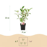 Green boutiQ - Pluim Hortensia - Hydrangea panniculata Vanille Fraise - Bloem Wit Roze- 3 Planten 1 m2 - Bladverliezend - Grote Bloemen - Pot 17cm Hoogte 50cm