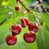 Green boutiQ - Fruitboom - Prunus avium Regina - Kersenboom - Winterhard - Donker Rode Bes - 1 Plant - Pot 21cm - Hoogte 90cm