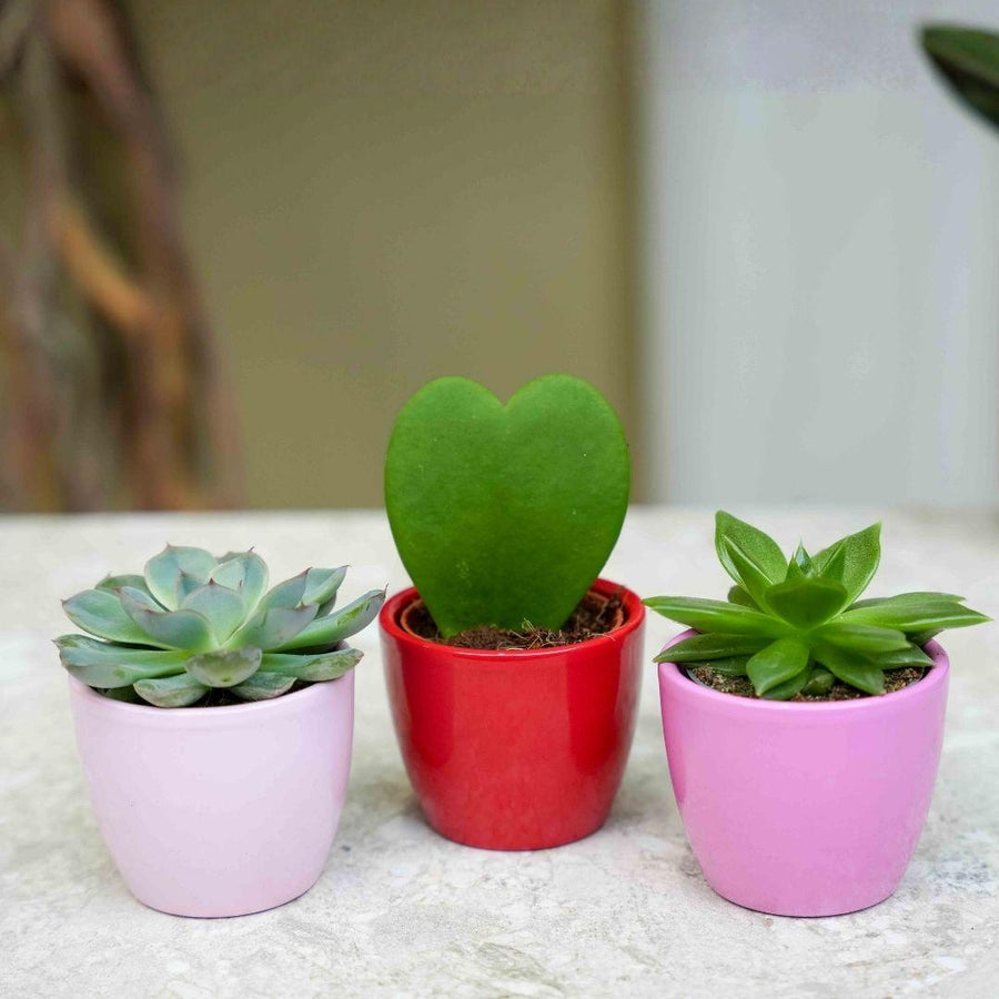 Vetplanten – Pot Ø6 cm (foto 2)