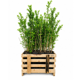 Palletdeal Haagplanten:50 Ligustrum Ovalifolium ↕ 60-80 - Ø 19cm | Mini Pallet