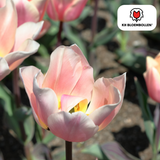 Tulpenbollen Apricot Delight — abrikoosroze tulp, 20 stuks (maat 11/12)