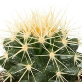 Cactus mix 5.5 cm - 5x - in Mexicaanse pot